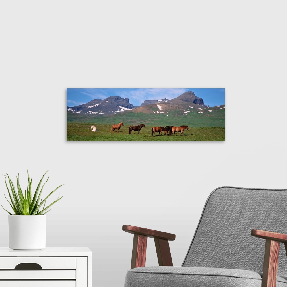 A modern room featuring Iceland, Borgarfjordur, Horses standing and grazing in a meadow