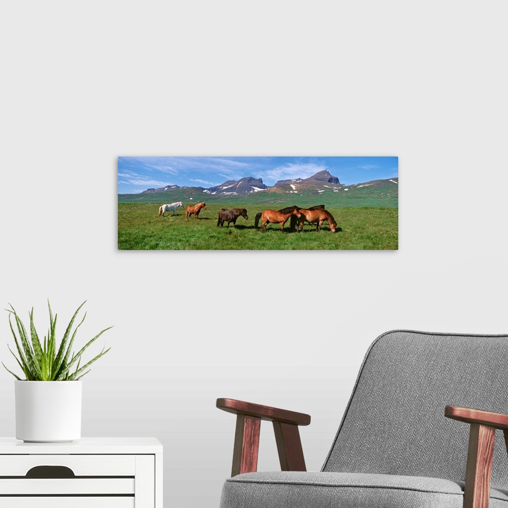 A modern room featuring Iceland, Borgarfjordur, Horses standing and grazing in a meadow