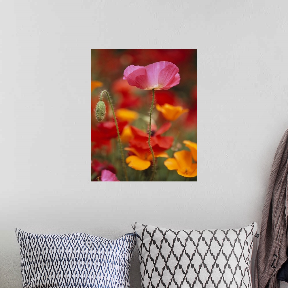 A bohemian room featuring Vertical photograph of  a poppy reaching upward in the sunlight, and one bud next to it that has ...