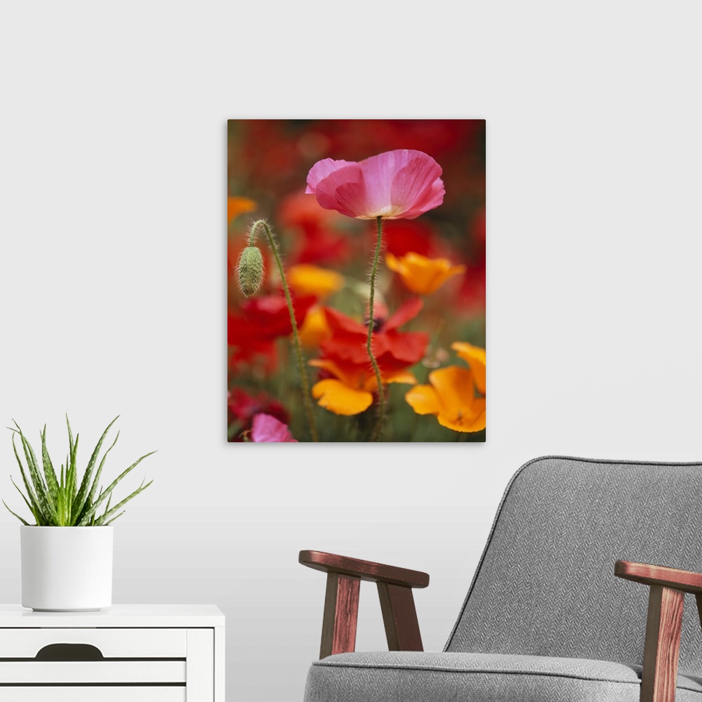 A modern room featuring Vertical photograph of  a poppy reaching upward in the sunlight, and one bud next to it that has ...
