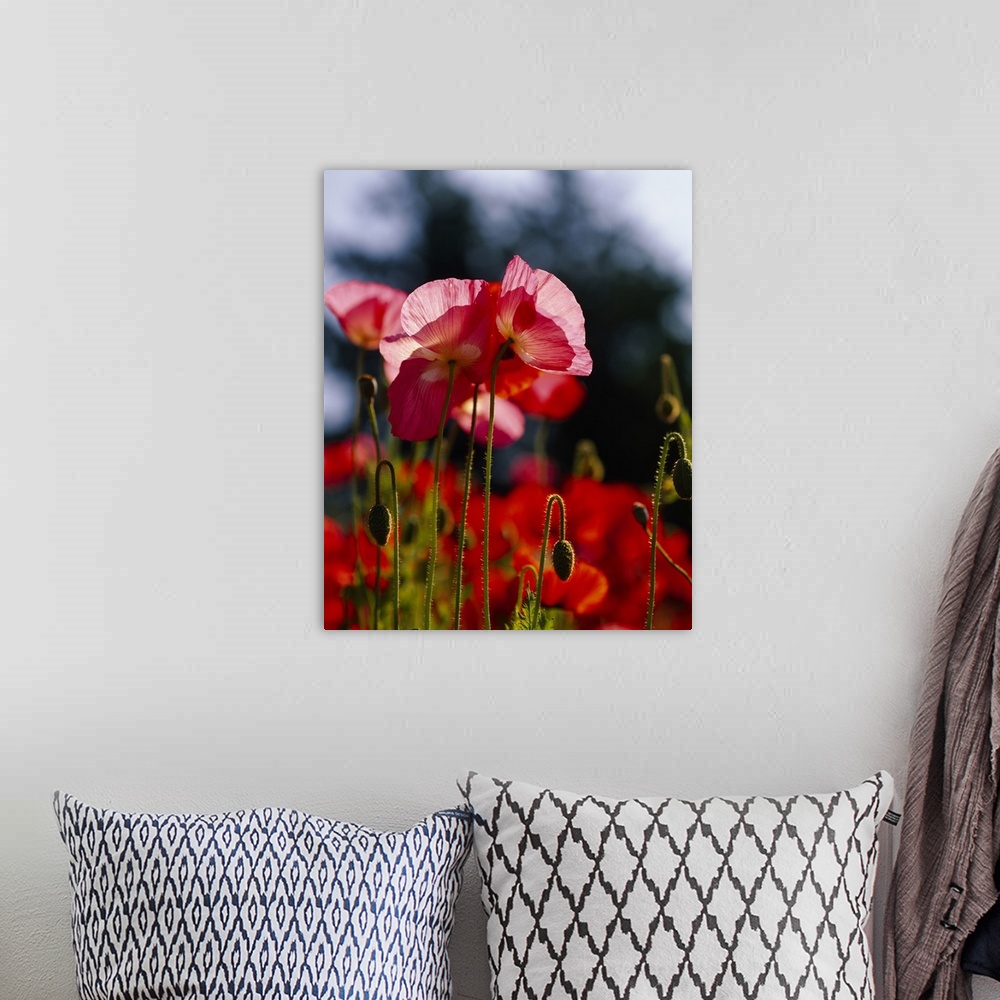 A bohemian room featuring Vertical, big photographic print of a field of poppies. The sun shining through the leaves of sev...