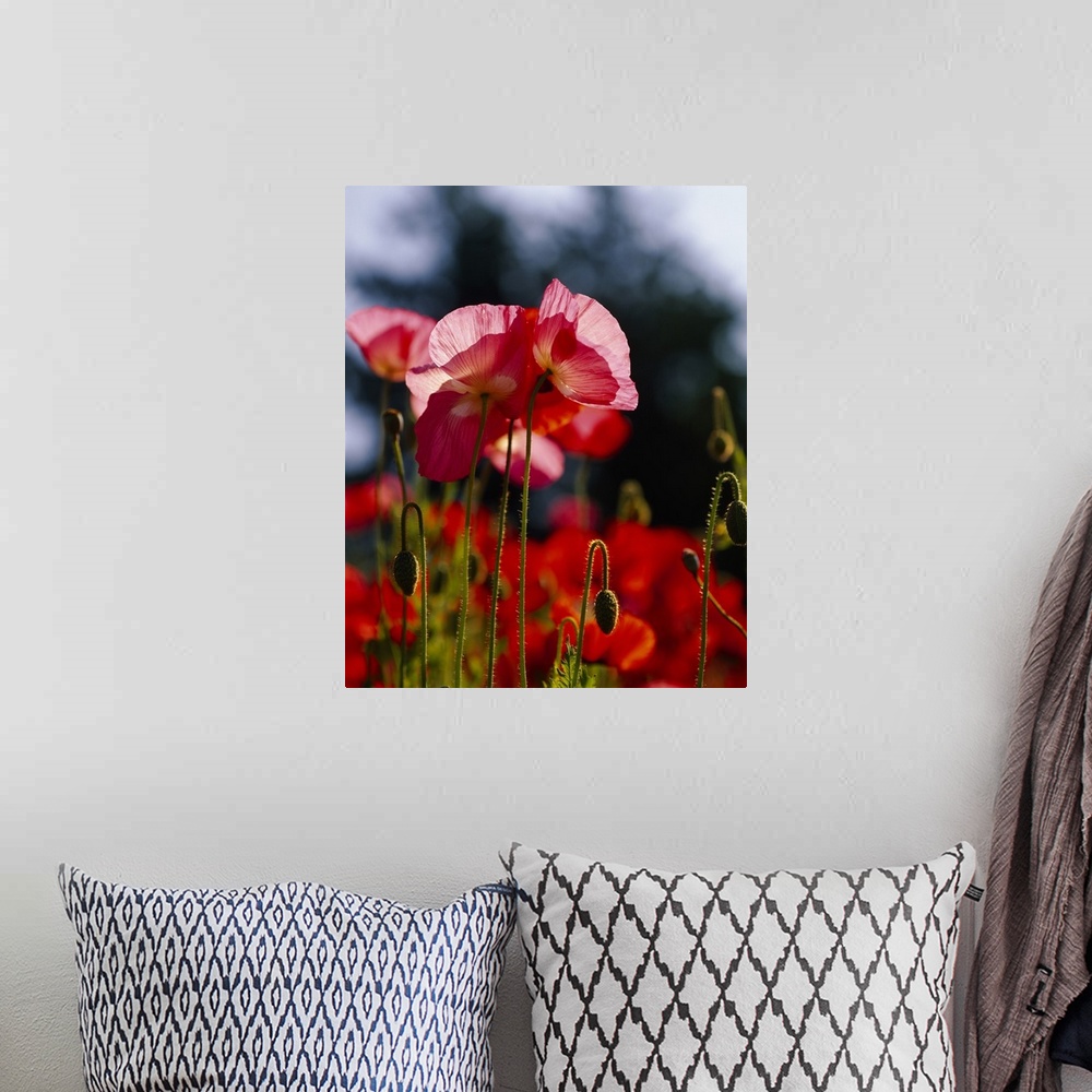 A bohemian room featuring Vertical, big photographic print of a field of poppies. The sun shining through the leaves of sev...