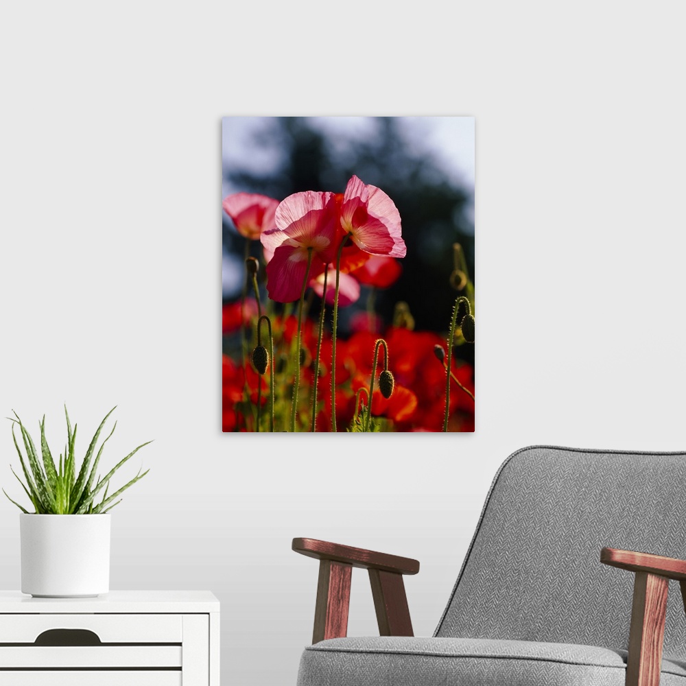 A modern room featuring Vertical, big photographic print of a field of poppies. The sun shining through the leaves of sev...
