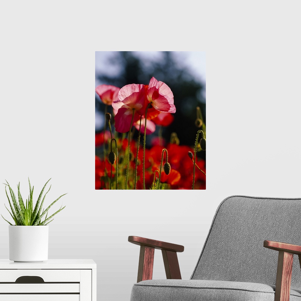 A modern room featuring Vertical, big photographic print of a field of poppies. The sun shining through the leaves of sev...