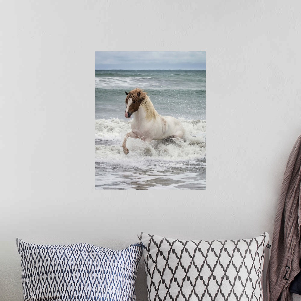 A bohemian room featuring Icelandic horse in the sea, Longufjorur Beach, Snaefellsnes Peninsula, Iceland
