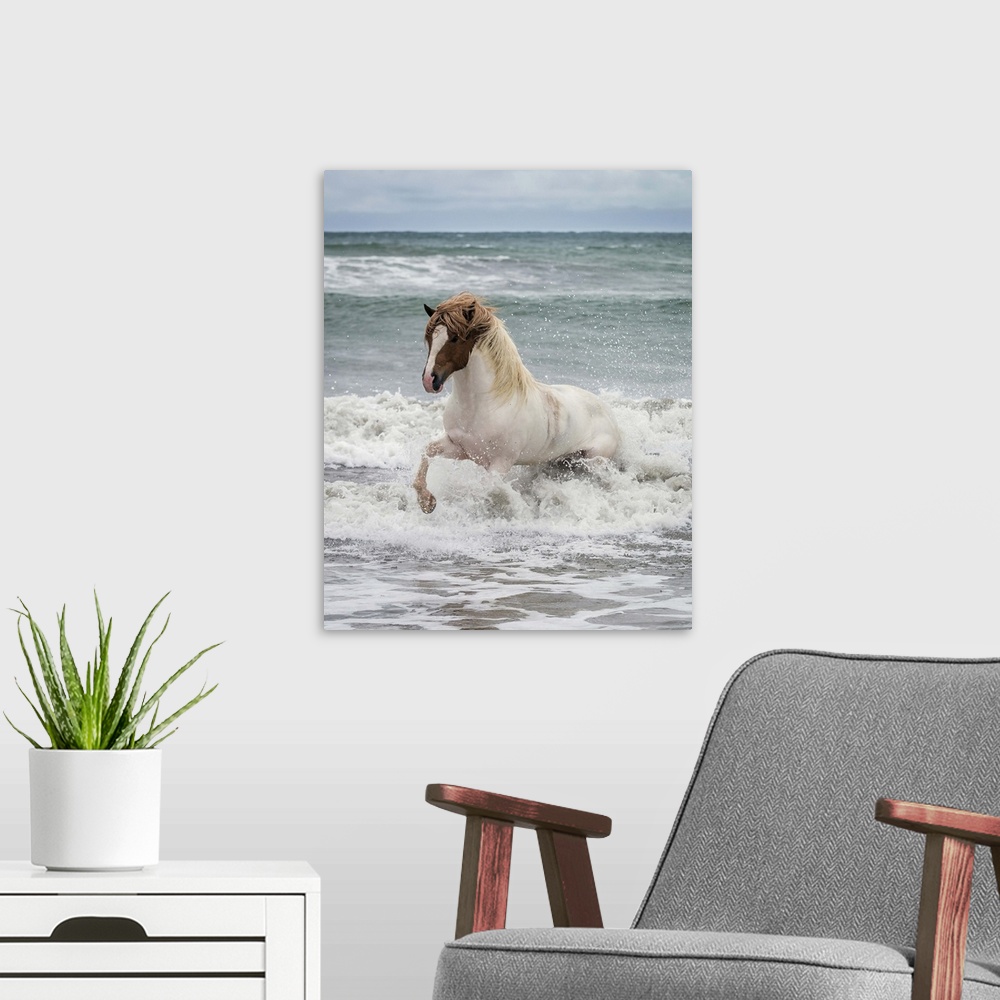 A modern room featuring Icelandic horse in the sea, Longufjorur Beach, Snaefellsnes Peninsula, Iceland