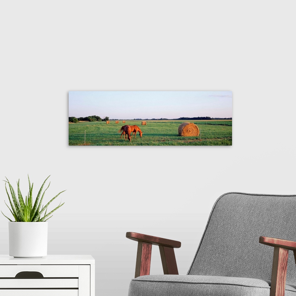 A modern room featuring Illinois, Marion County, horses and hay