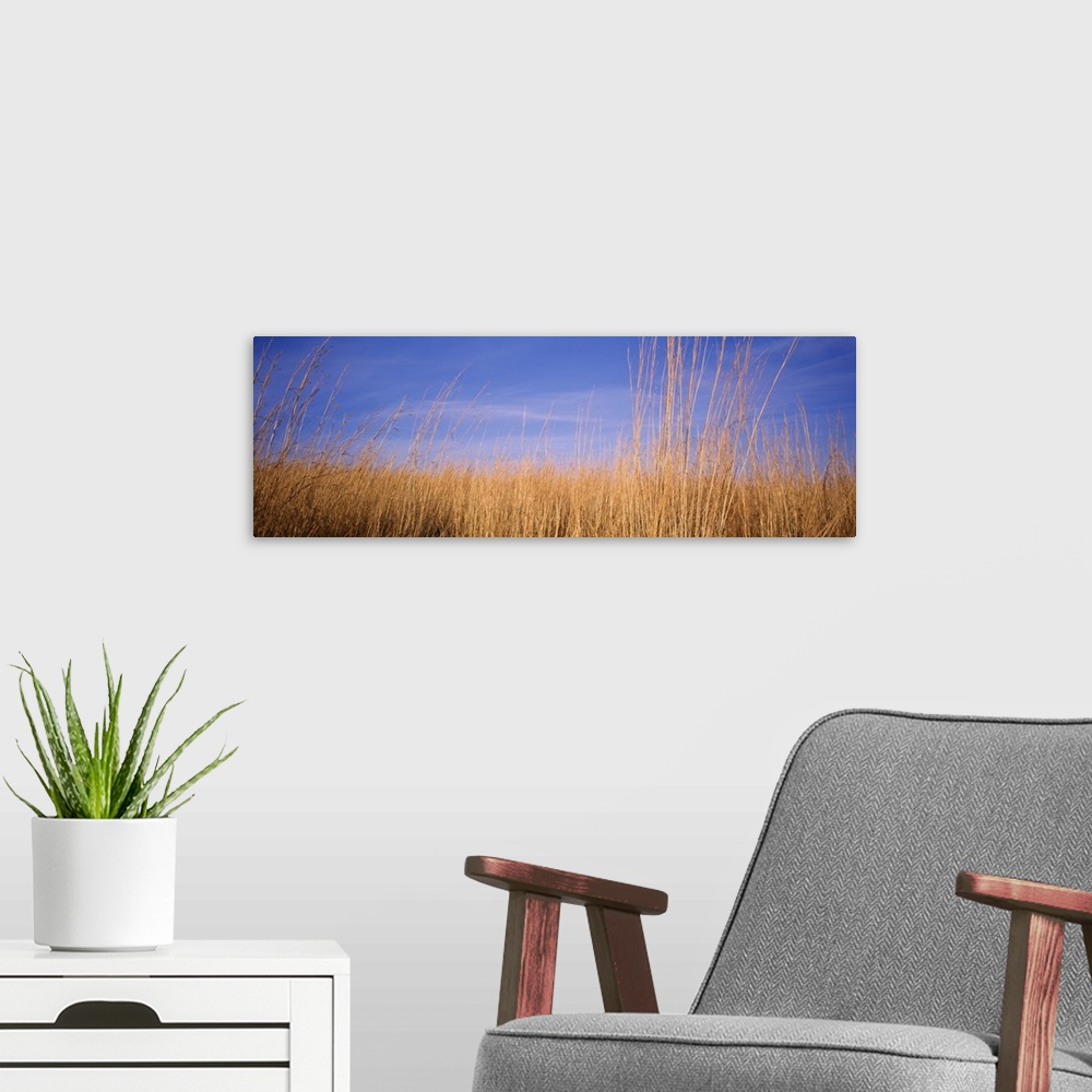 A modern room featuring Illinois, Marion County, prairie grass