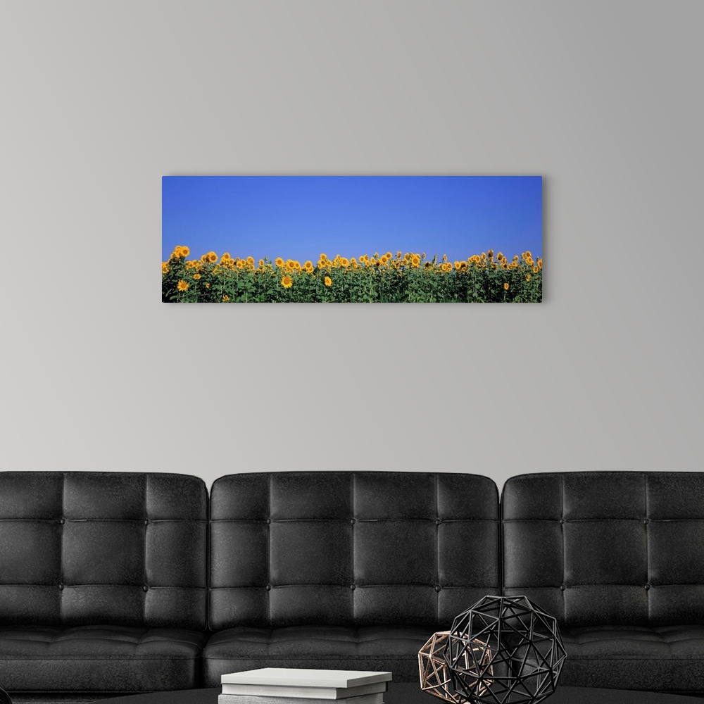 A modern room featuring Illinois, Marion County, View of blossoms in a Sunflower field