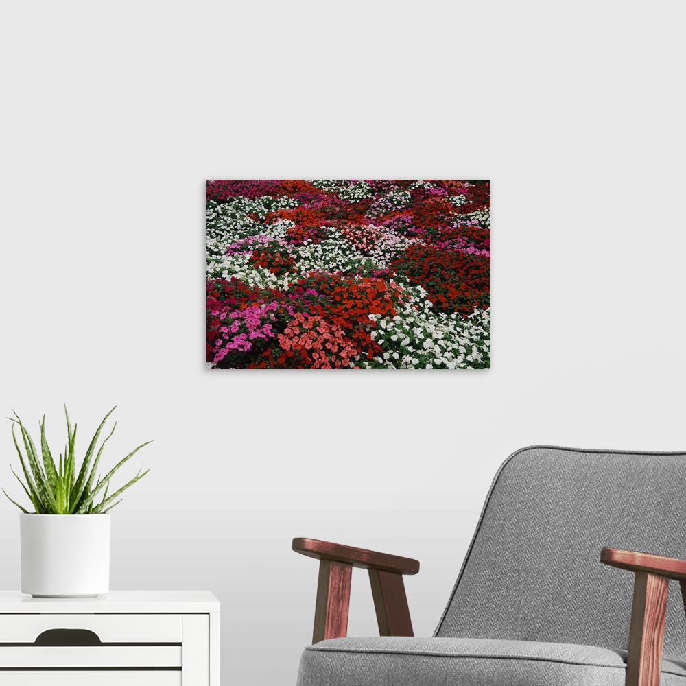 A modern room featuring Impatiens