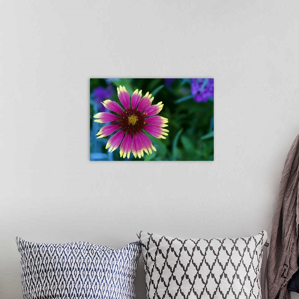 A bohemian room featuring Indian blanket flower in bloom, close up, Michigan