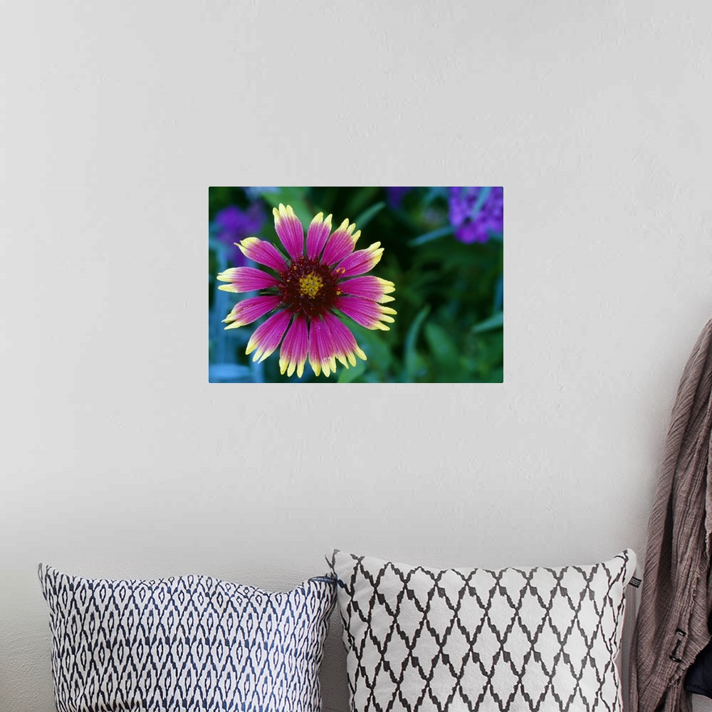 A bohemian room featuring Indian blanket flower in bloom, close up, Michigan