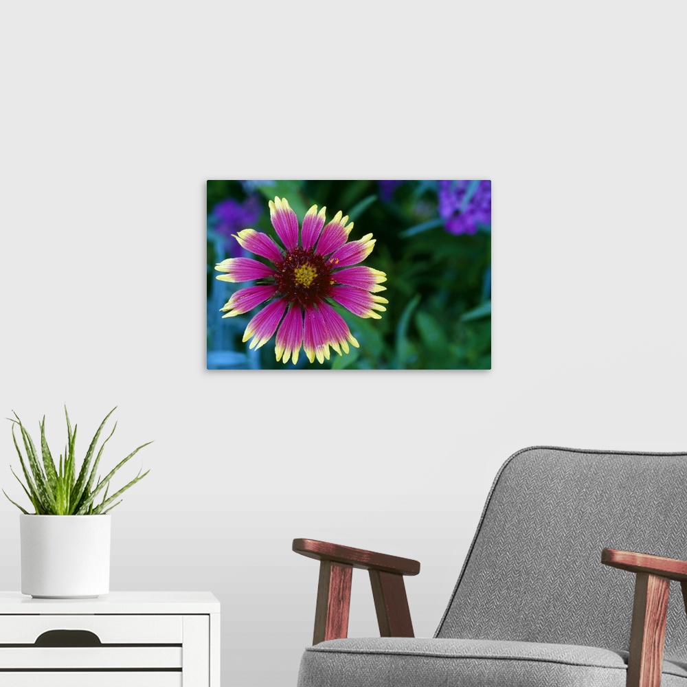 A modern room featuring Indian blanket flower in bloom, close up, Michigan