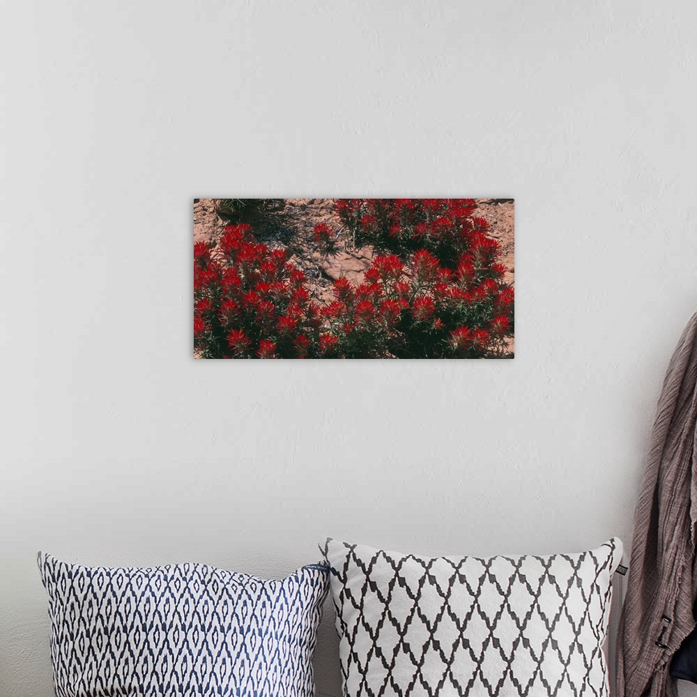 A bohemian room featuring Panoramic photograph of flower meadow in desert.