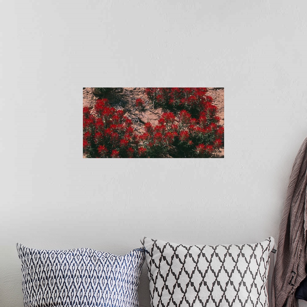 A bohemian room featuring Panoramic photograph of flower meadow in desert.