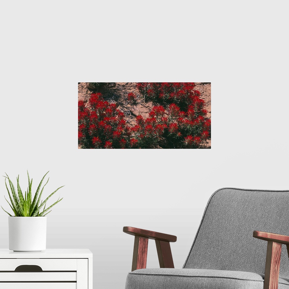 A modern room featuring Panoramic photograph of flower meadow in desert.