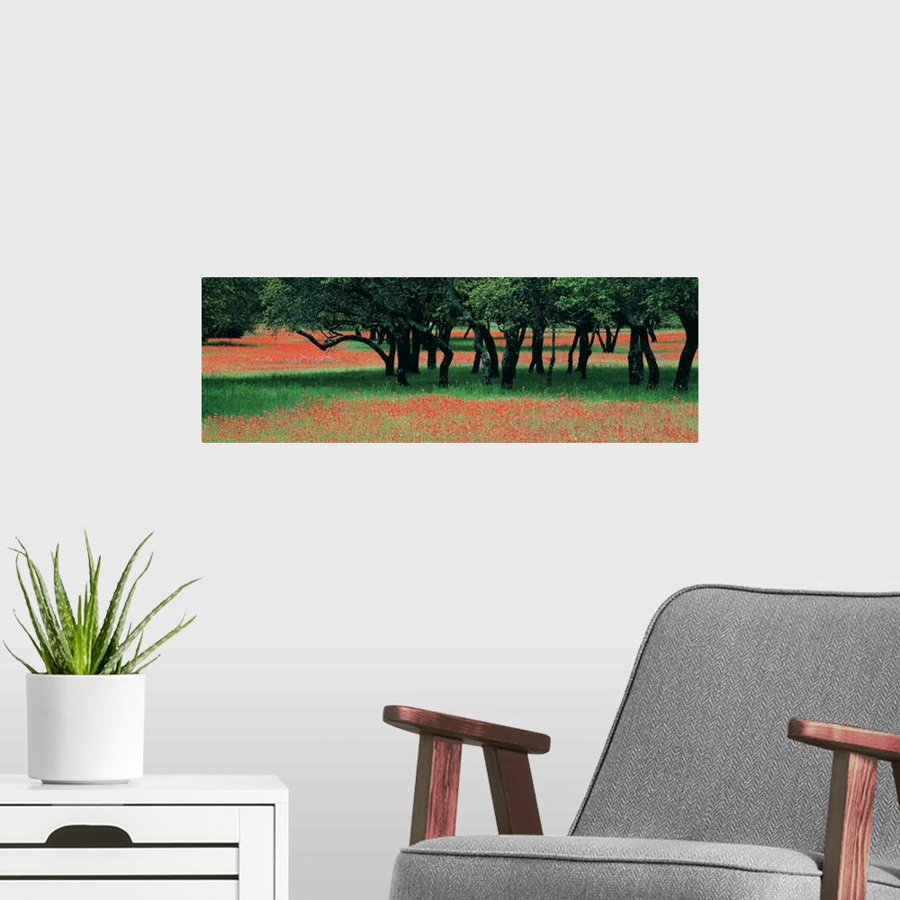 A modern room featuring This is a panoramic photograph of wildflowers growing in a field surrounding a small cluster of t...