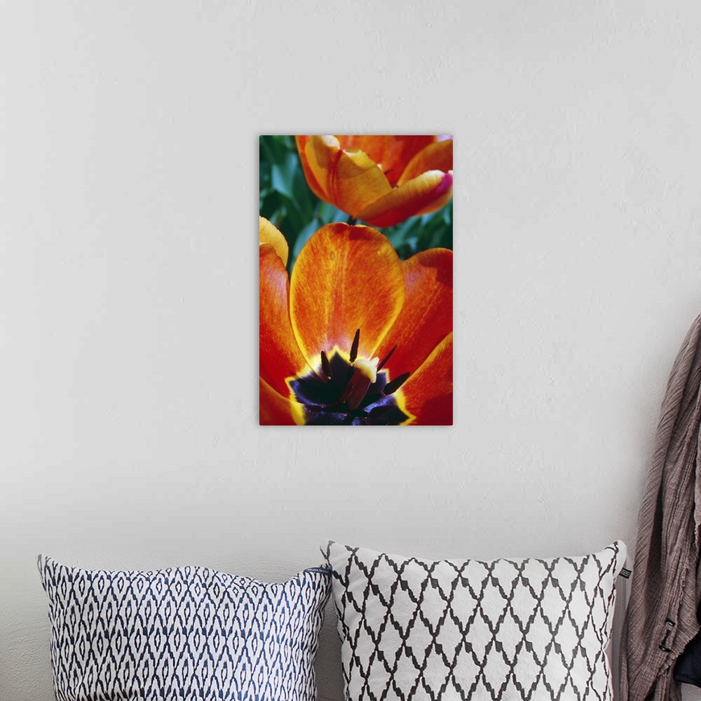 A bohemian room featuring Interior of blooming tulip flowers, close up.