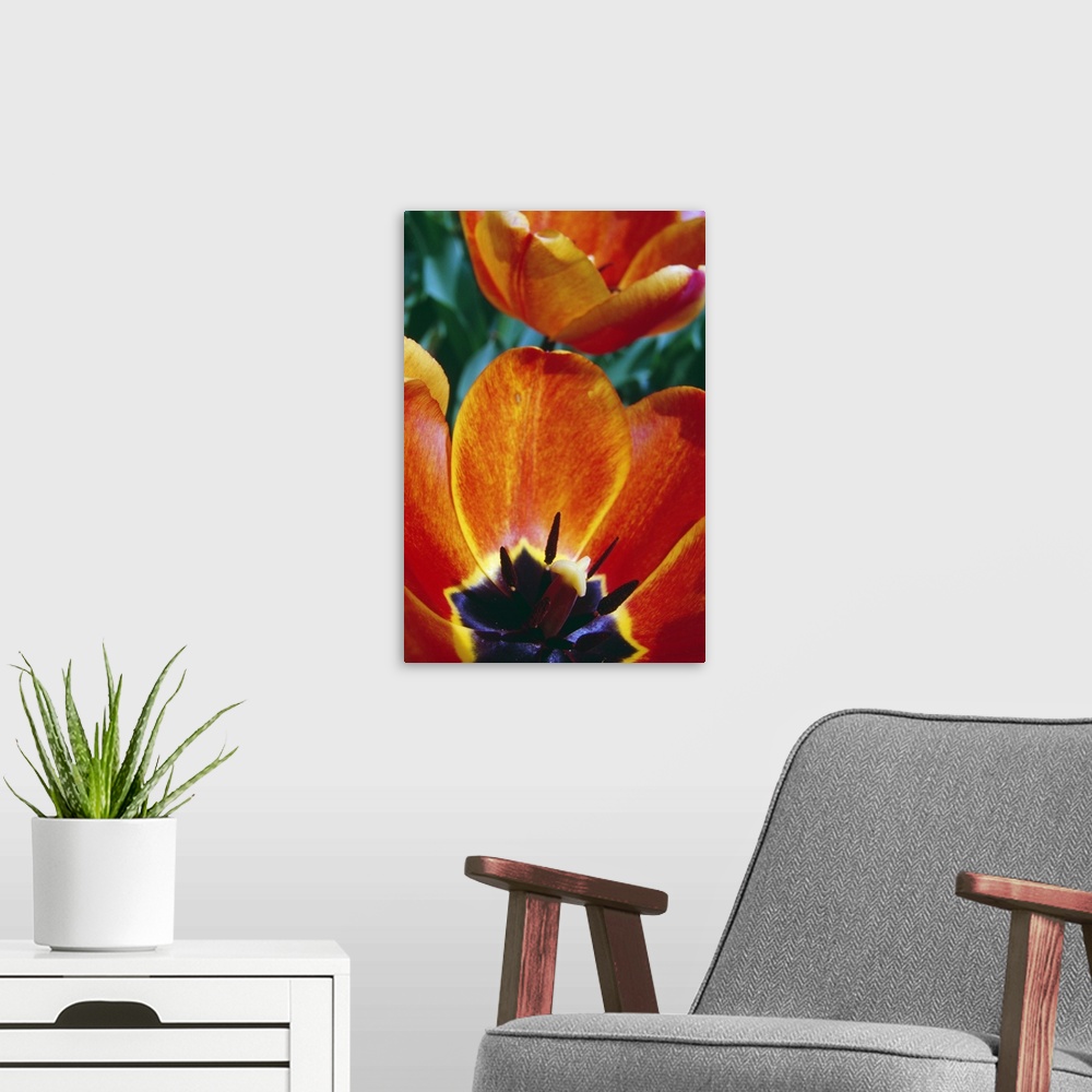 A modern room featuring Interior of blooming tulip flowers, close up.