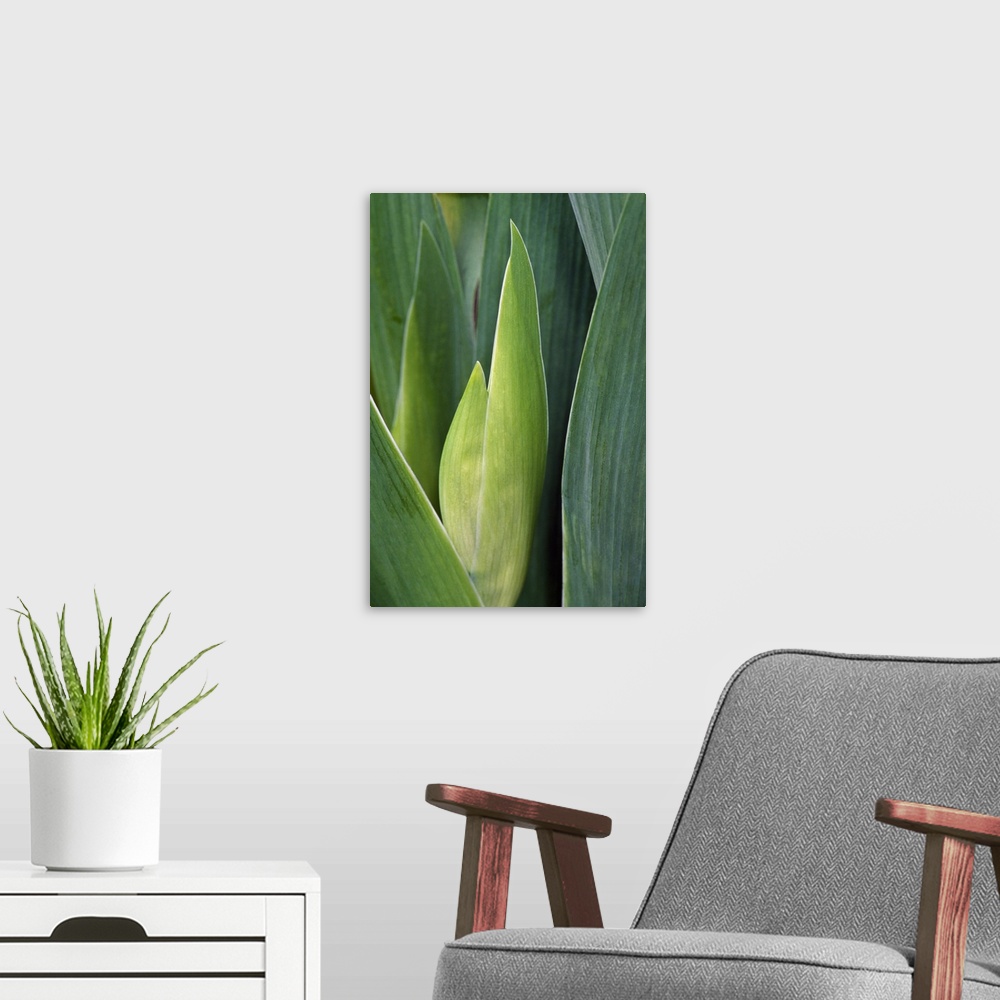A modern room featuring Iris flower (Iris germanica) bud and leaves, close up.