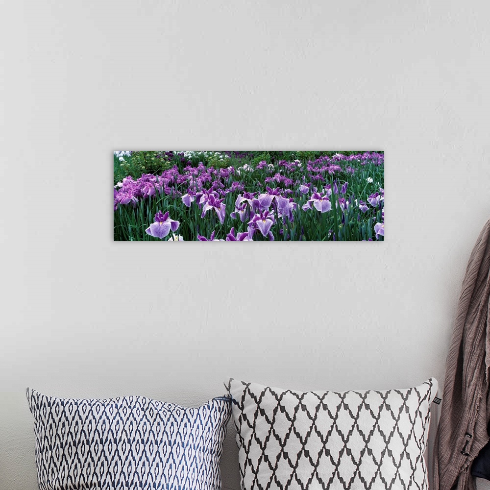 A bohemian room featuring Iris Flowers