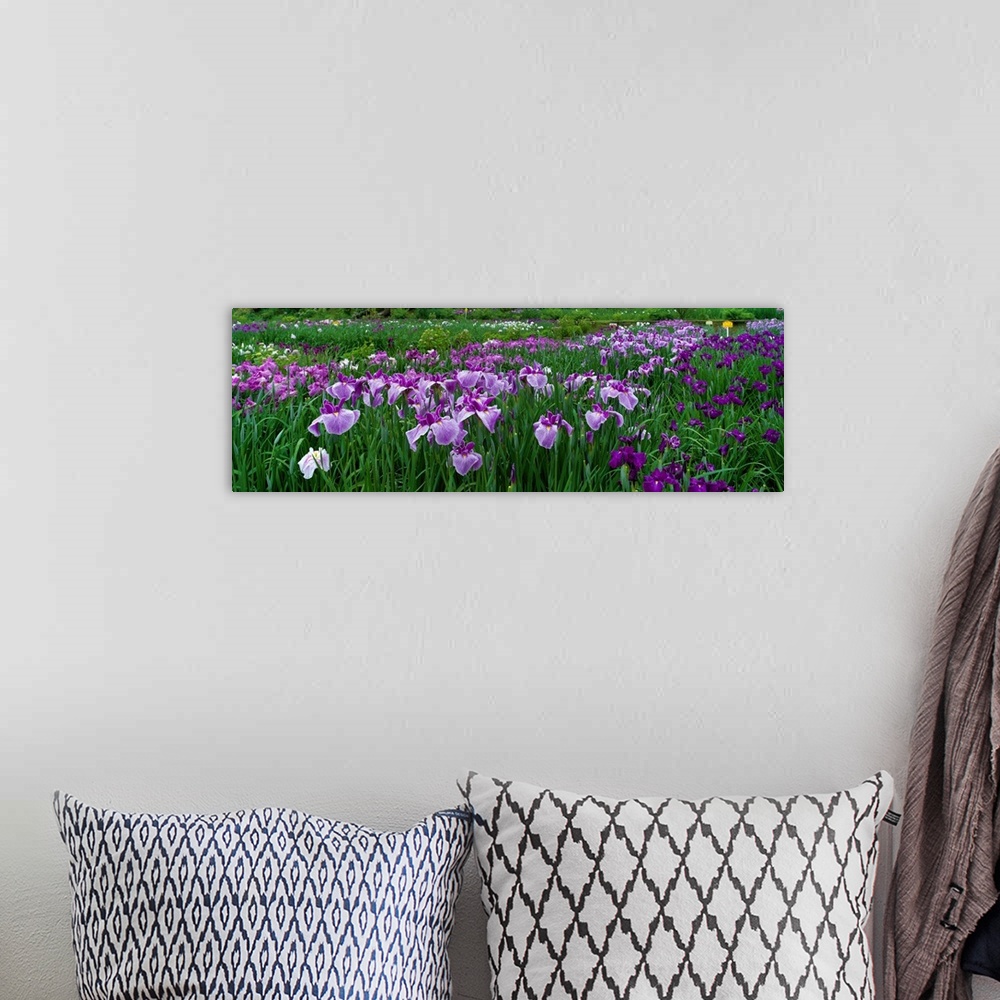 A bohemian room featuring Large, closely cropped panoramic photo of a expansive iris garden in Nara, Japan. Long-stemmed fl...