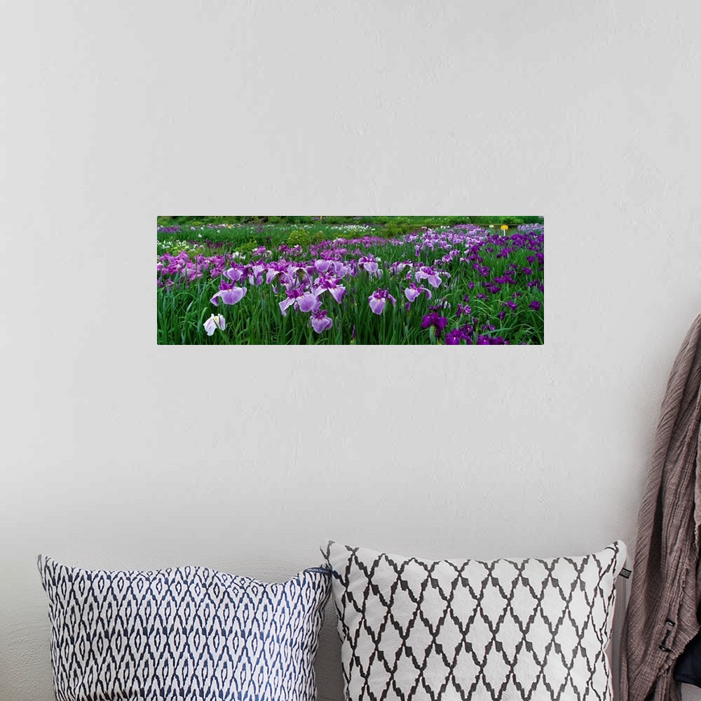 A bohemian room featuring Large, closely cropped panoramic photo of a expansive iris garden in Nara, Japan. Long-stemmed fl...