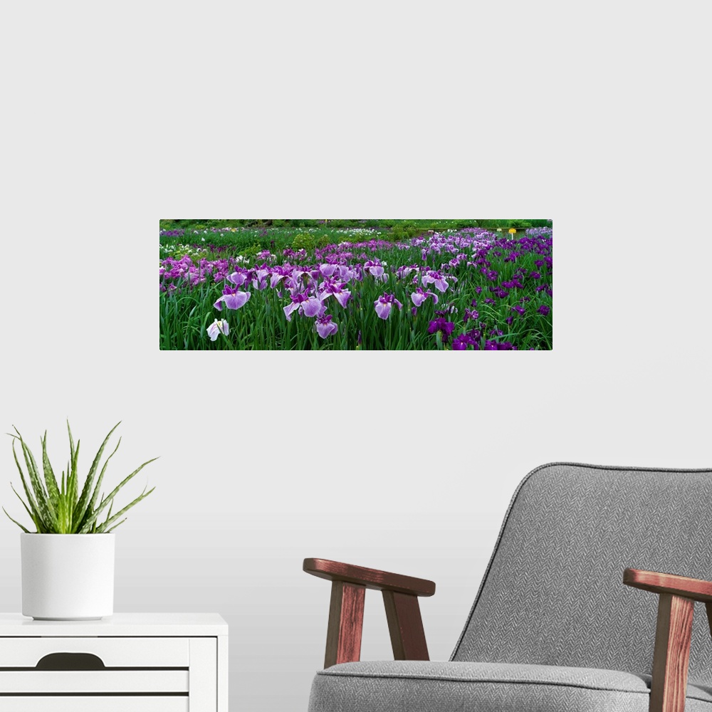 A modern room featuring Large, closely cropped panoramic photo of a expansive iris garden in Nara, Japan. Long-stemmed fl...