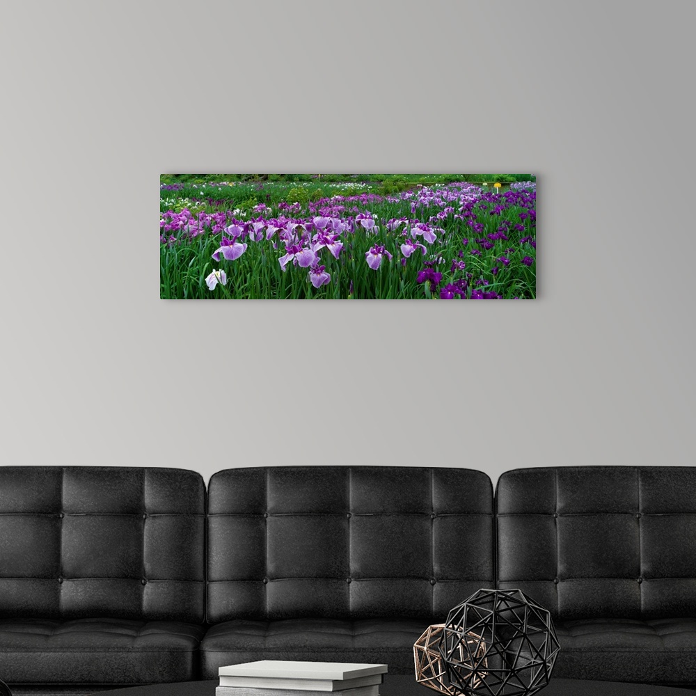 A modern room featuring Large, closely cropped panoramic photo of a expansive iris garden in Nara, Japan. Long-stemmed fl...