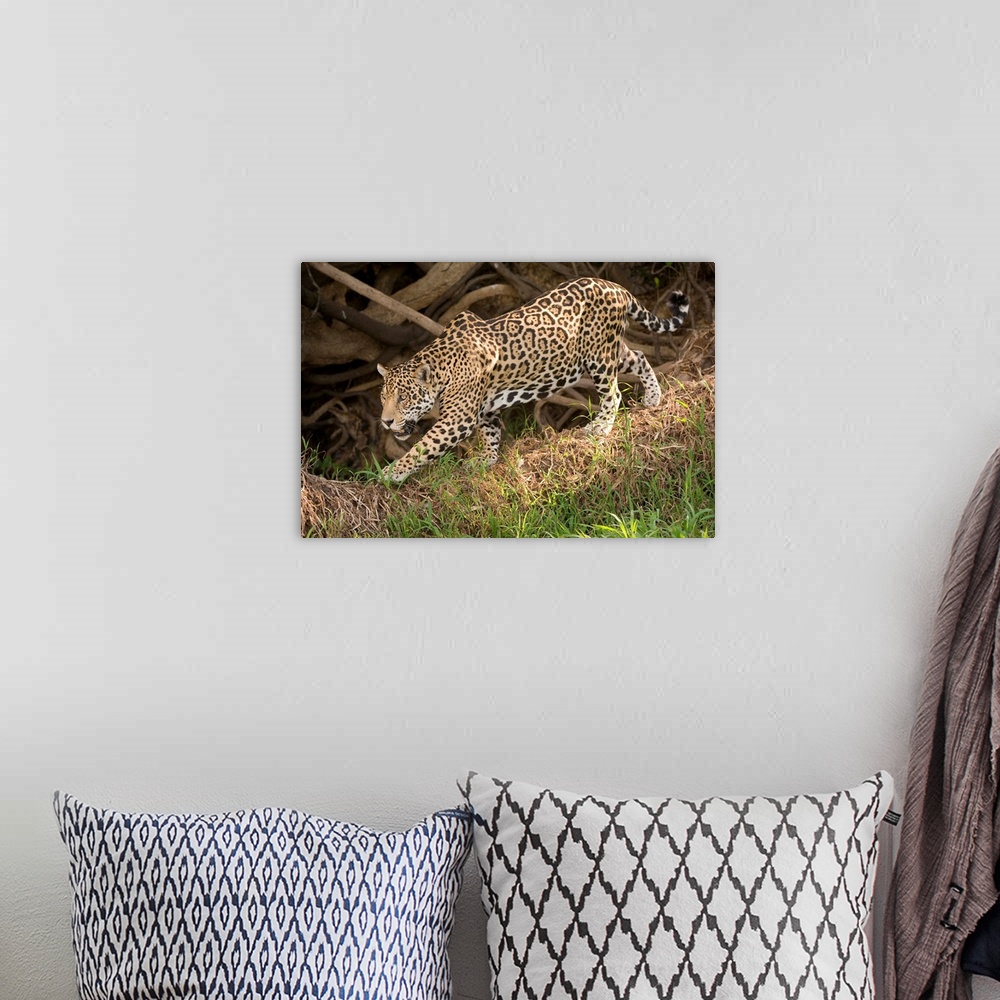 A bohemian room featuring Jaguar Panthera onca foraging in a forest Three Brothers River Meeting of the Waters State Park P...