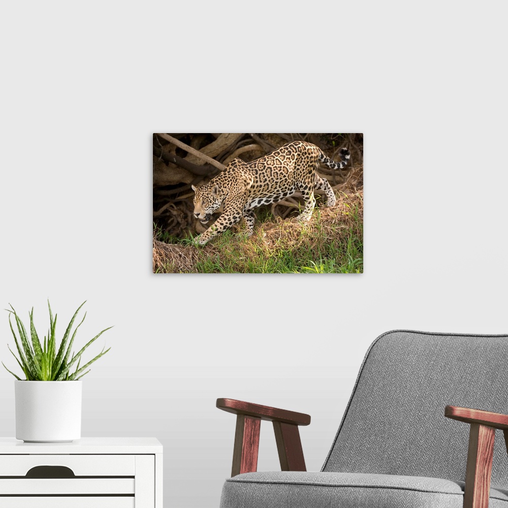 A modern room featuring Jaguar Panthera onca foraging in a forest Three Brothers River Meeting of the Waters State Park P...