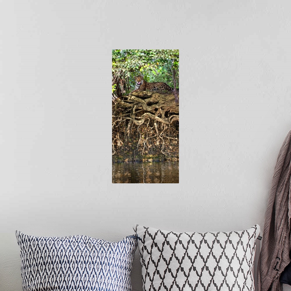 A bohemian room featuring Jaguar Panthera onca resting at the riverside Three Brothers River Meeting of the Waters State Pa...