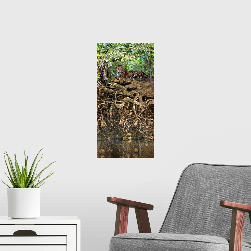 A modern room featuring Jaguar Panthera onca resting at the riverside Three Brothers River Meeting of the Waters State Pa...