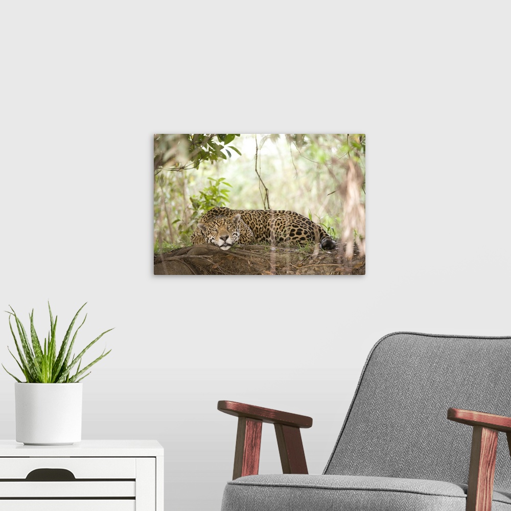 A modern room featuring Jaguar Panthera onca resting on a tree trunk Three Brothers River Meeting of the Waters State Par...