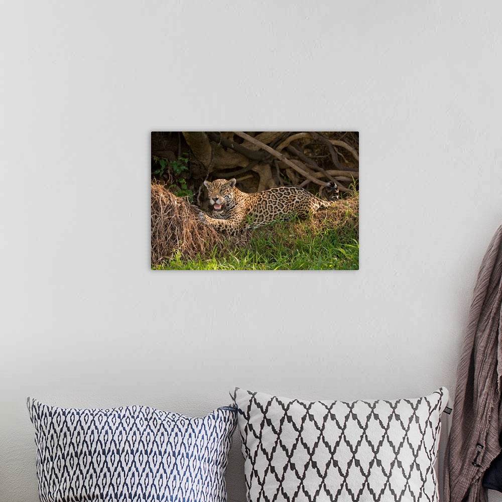 A bohemian room featuring Jaguar Panthera onca resting on grass Three Brothers River Meeting of the Waters State Park Panta...