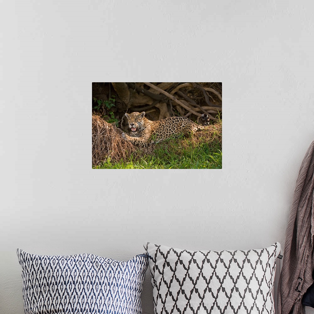 A bohemian room featuring Jaguar Panthera onca resting on grass Three Brothers River Meeting of the Waters State Park Panta...