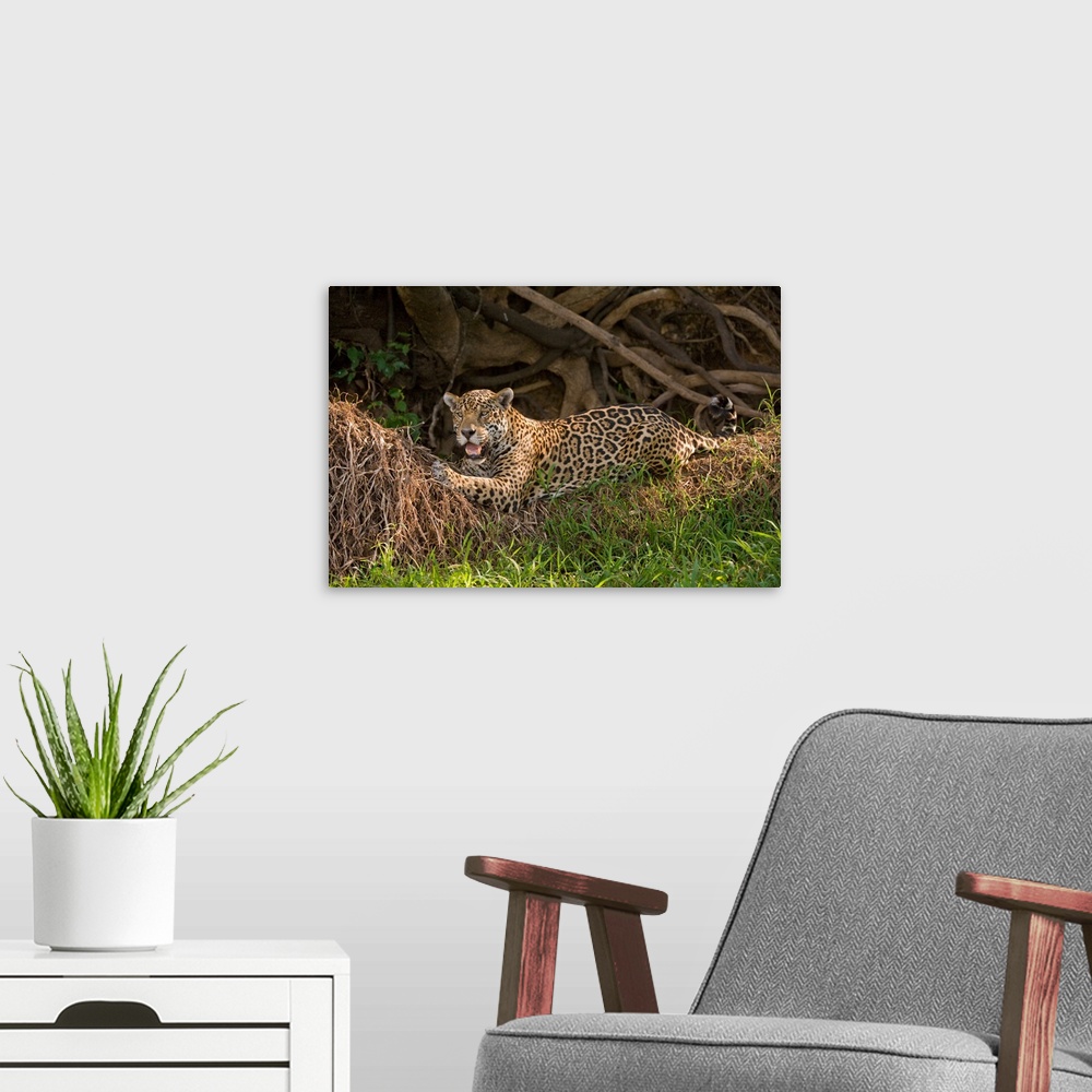 A modern room featuring Jaguar Panthera onca resting on grass Three Brothers River Meeting of the Waters State Park Panta...