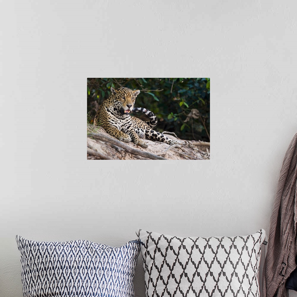 A bohemian room featuring Jaguar Panthera onca snarling Three Brothers River Meeting of the Waters State Park Pantanal Wetl...