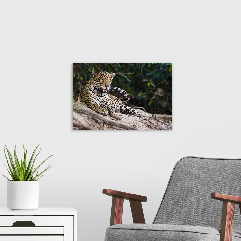 A modern room featuring Jaguar Panthera onca snarling Three Brothers River Meeting of the Waters State Park Pantanal Wetl...