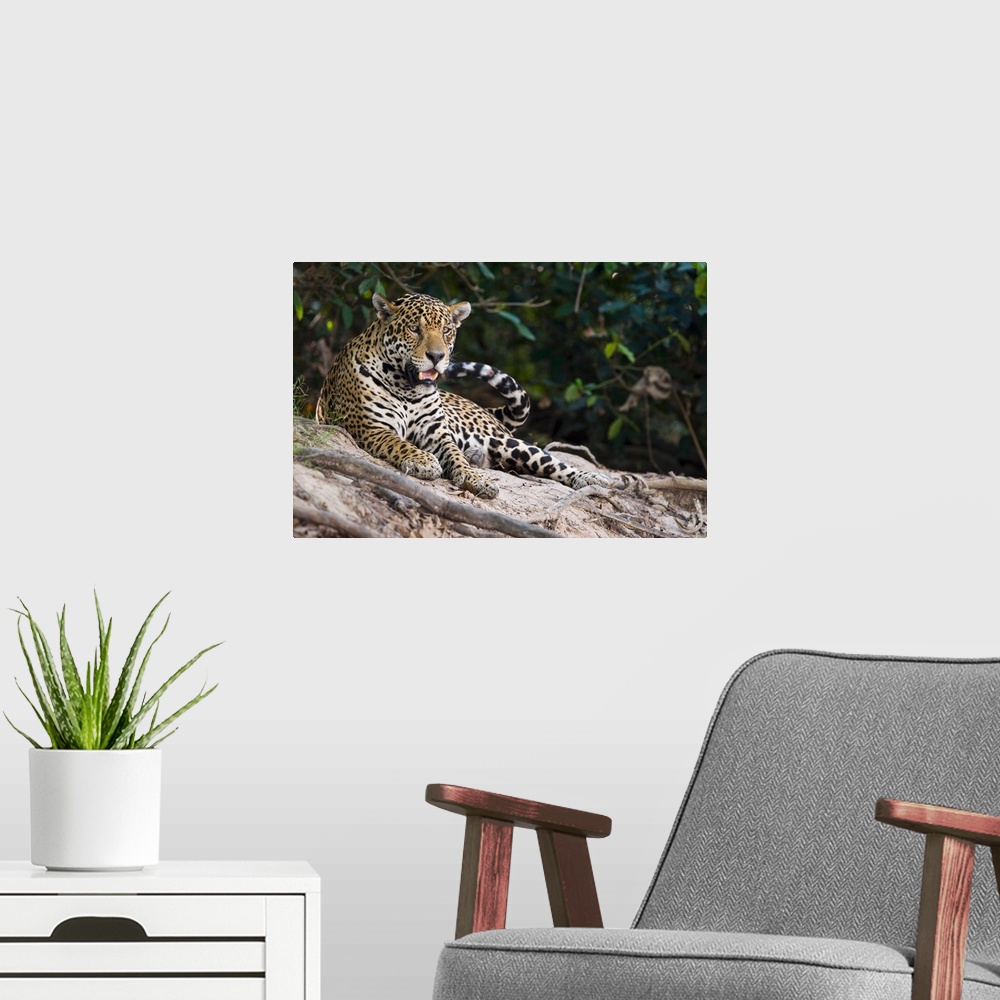 A modern room featuring Jaguar Panthera onca snarling Three Brothers River Meeting of the Waters State Park Pantanal Wetl...