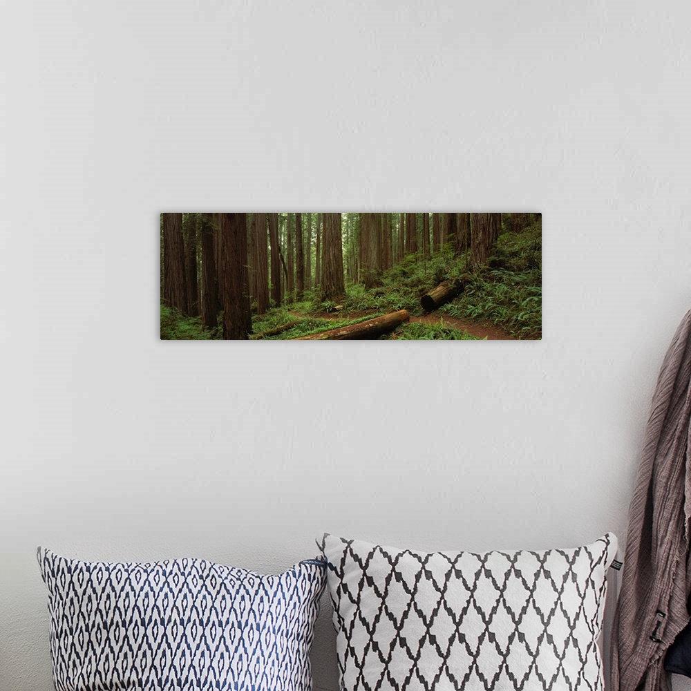 A bohemian room featuring Wide angle photograph taken in a thick forest with large tree trunks that sit on a hill.