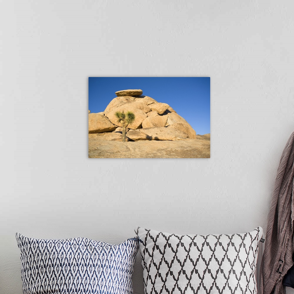 A bohemian room featuring Joshua Tree In Front Of Rock