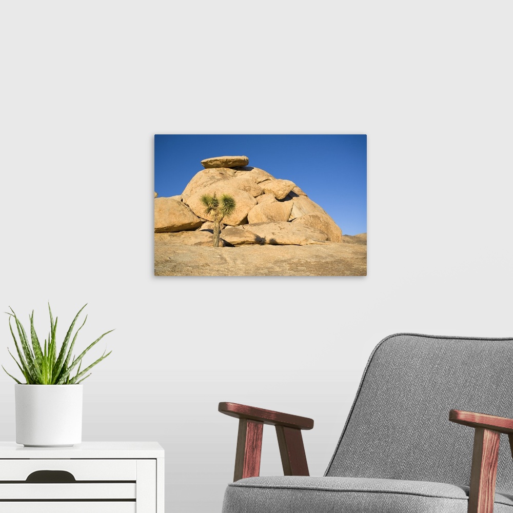 A modern room featuring Joshua Tree In Front Of Rock