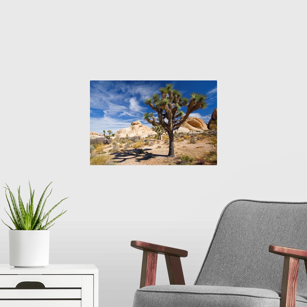 A modern room featuring Large photograph emphasizes a lone tree sitting within a desert landscape of California.  Surroun...