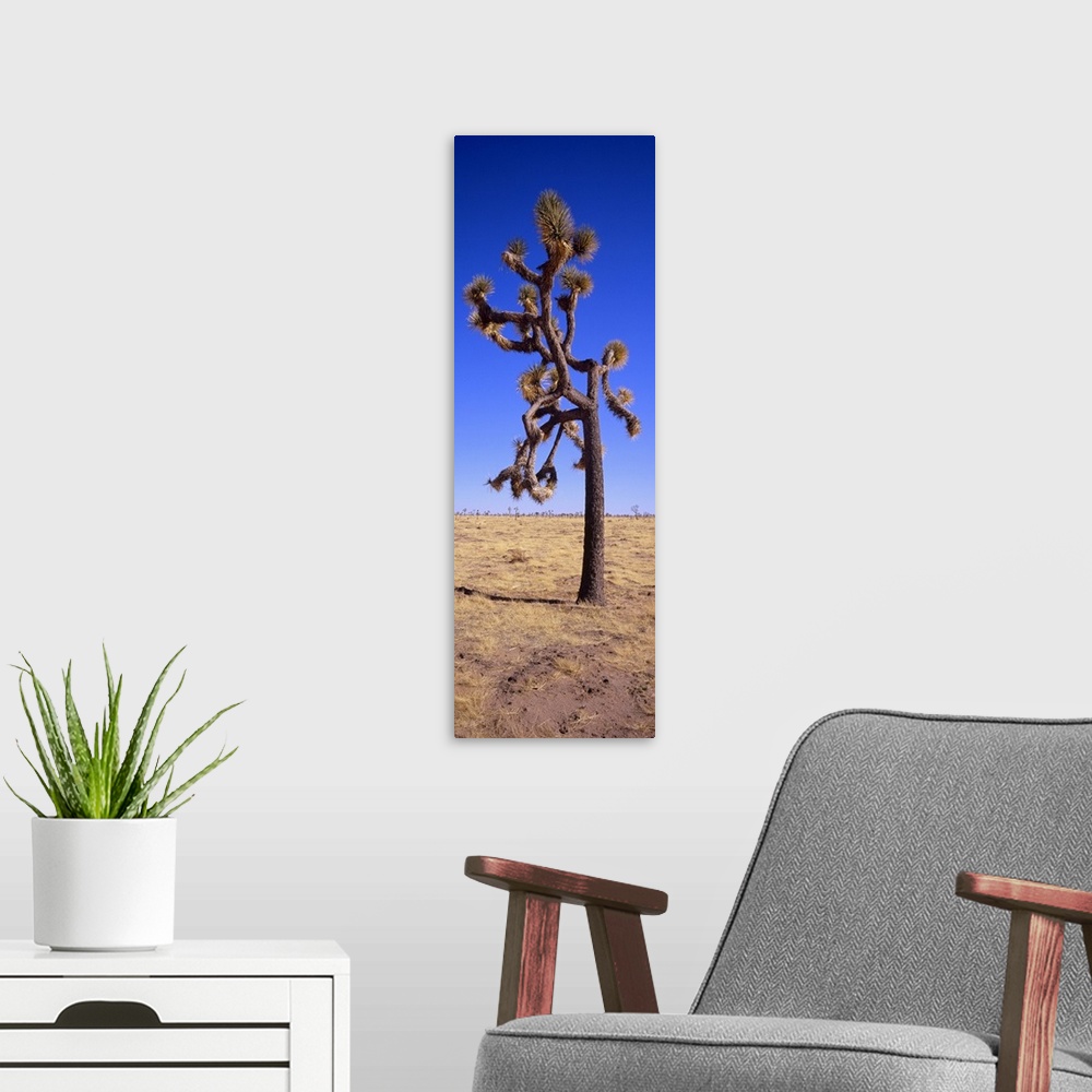 A modern room featuring Joshua tree (Yucca brevifolia) in a field, California
