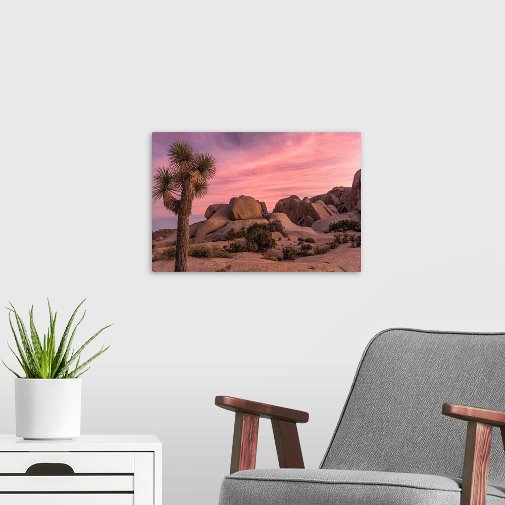 A modern room featuring Joshua trees and rocks on a landscape, Joshua Tree National Park, California, USA