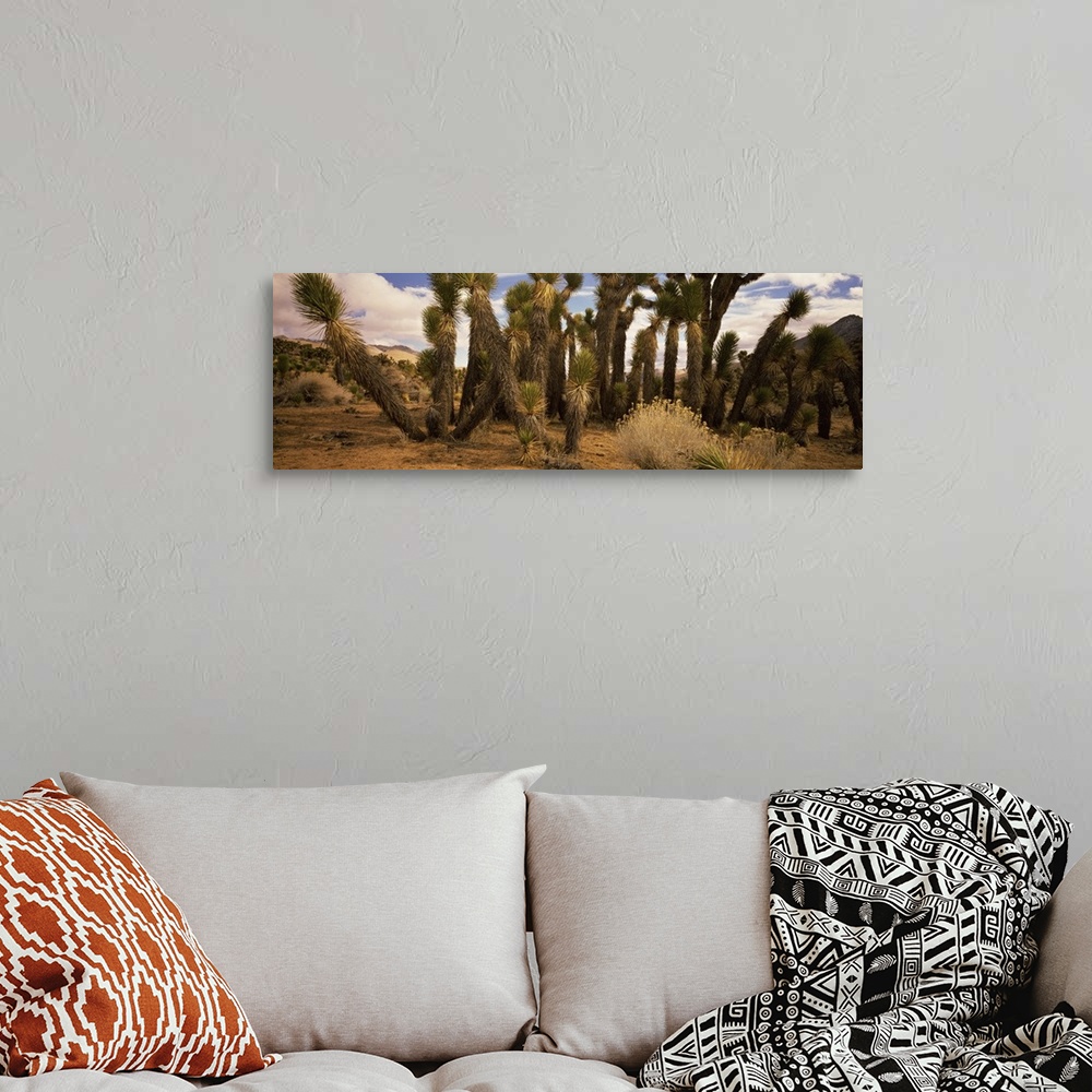 A bohemian room featuring Joshua trees in a landscape, Walker Pass, Kern County, California