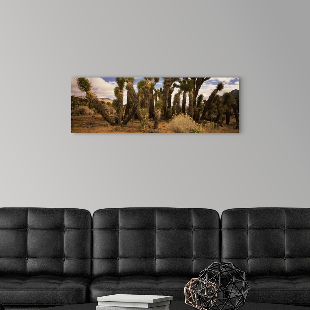A modern room featuring Joshua trees in a landscape, Walker Pass, Kern County, California