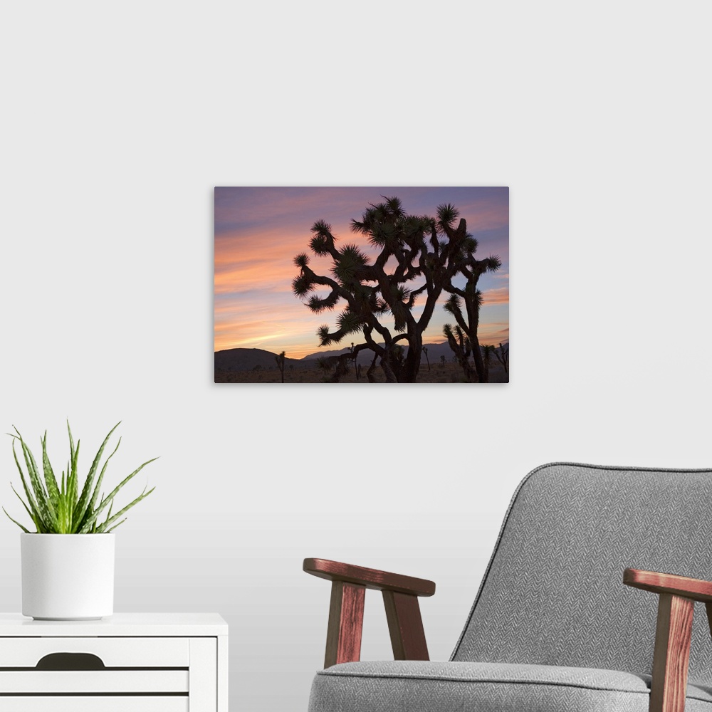 A modern room featuring Joshua Trees Silhouetted At Sunset