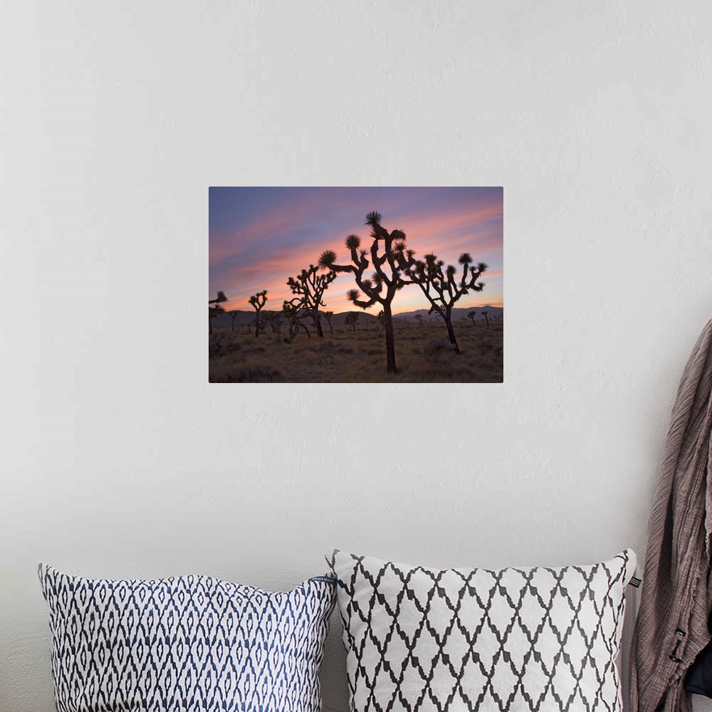 A bohemian room featuring Joshua Trees Silhouetted At Sunset